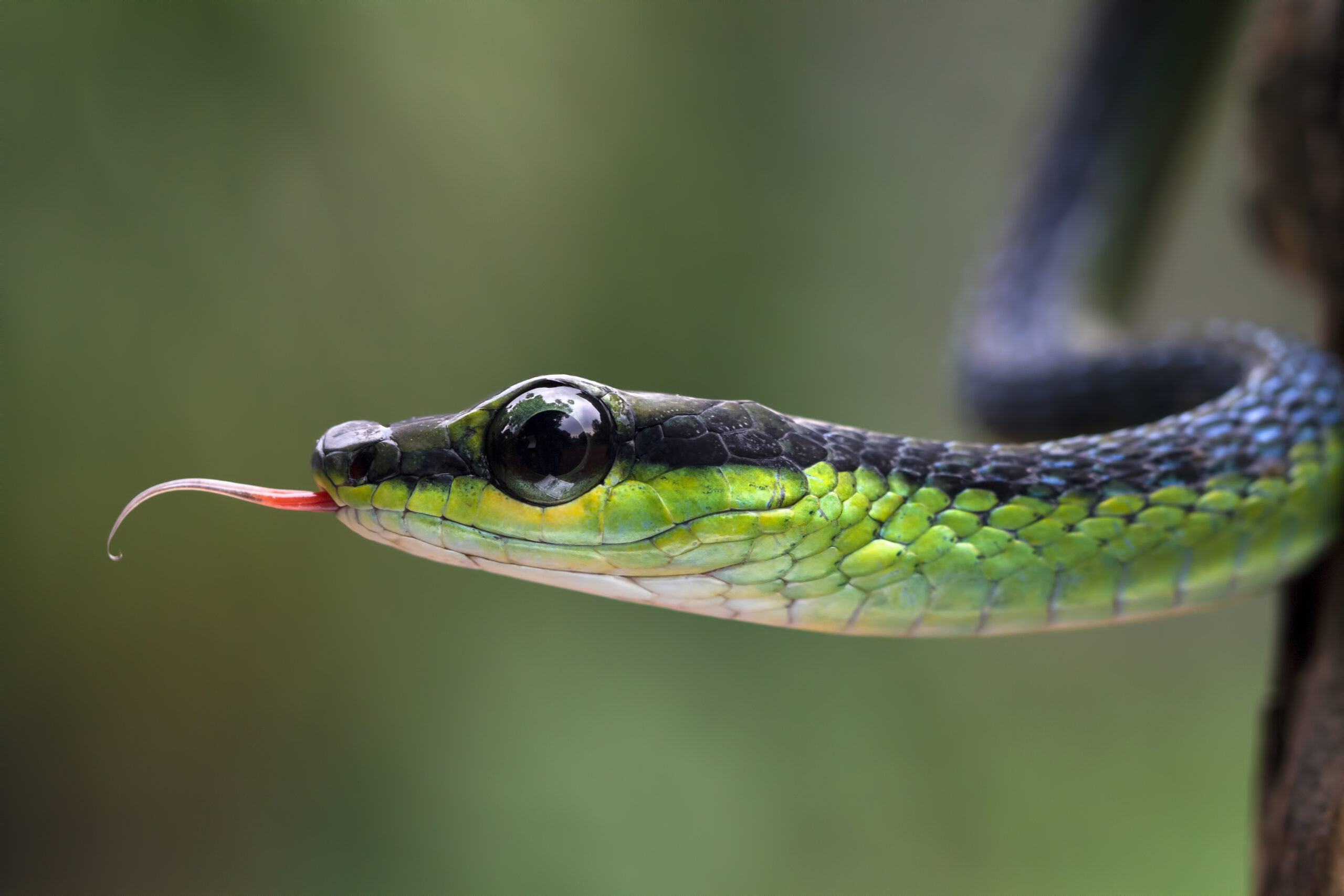 Una serpiente con la lengua fuera