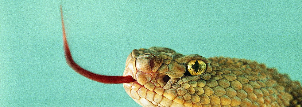Yo seseo, sí, y me encanta Serpiente con la lengüita fuera